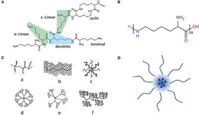 Recent Advances in Epsilon-Poly-L-Lysine and L-Lysine-Based Dendrimer Synthesis, Modification, and Biomedical Applications